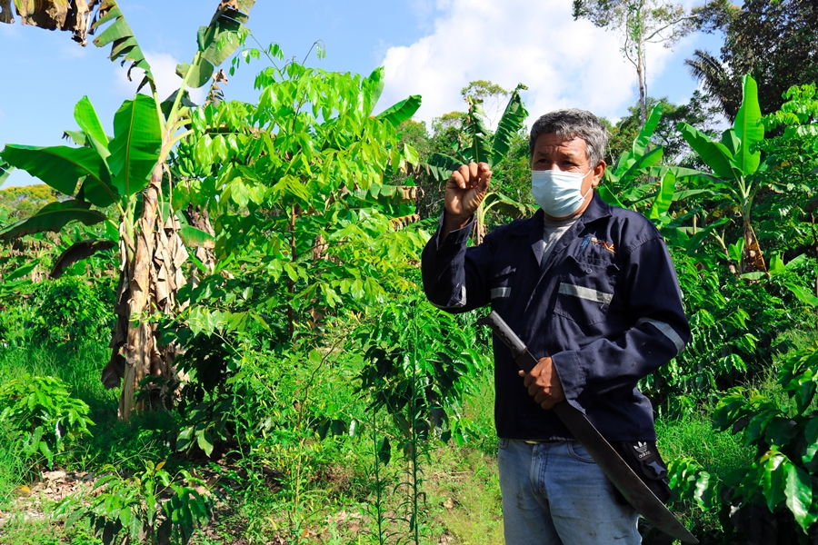 Productor cafetalero Emilio Labajos en su finca en Moyobamba, San Martín (1).jpg